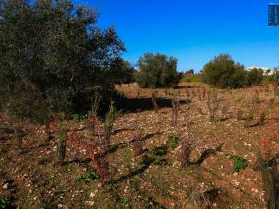 �L�intervento di forestazione, promosso da Legambiente e dall�associazione AzzeroCo2, � stato finanziato da Fastweb e ha previsto la piantumazione di arbusti di lentischio, ginestra, roverella, fillireo e orniello�, ci spiega Vincenzo